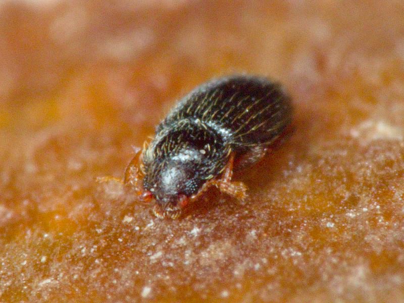 Migneauxia crassiuscula (Aubé, 1850)